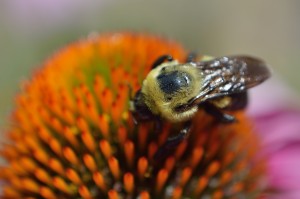 Purple Coneflower with bee